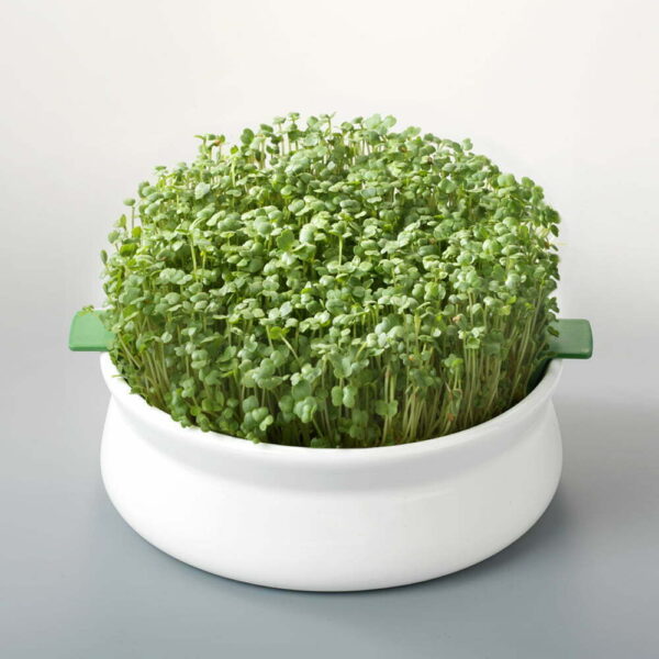 Vas pentru germinare seminte Germline